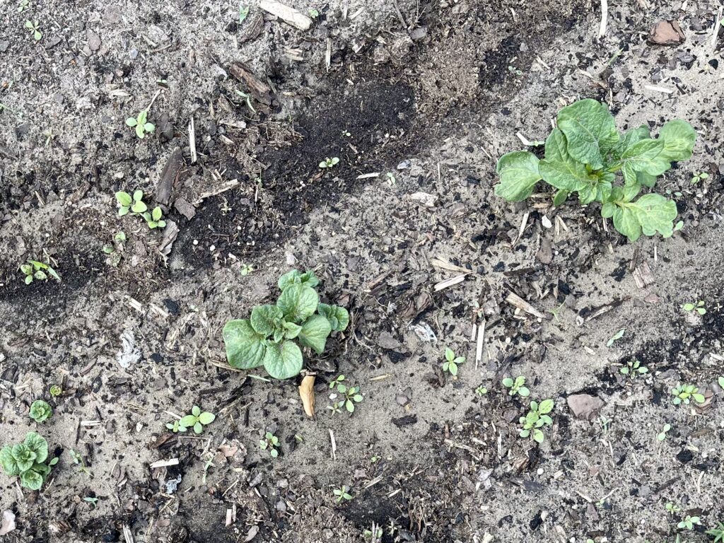 potato plants sprouting