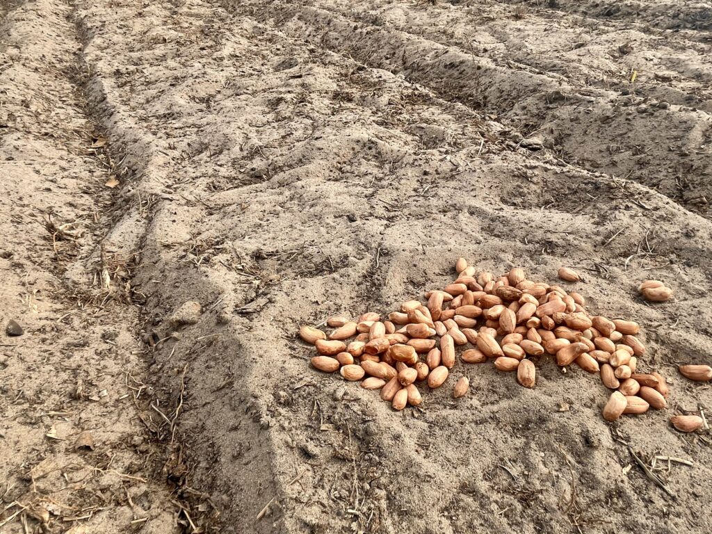 simply made homestead how to plant peanuts for maximum production
