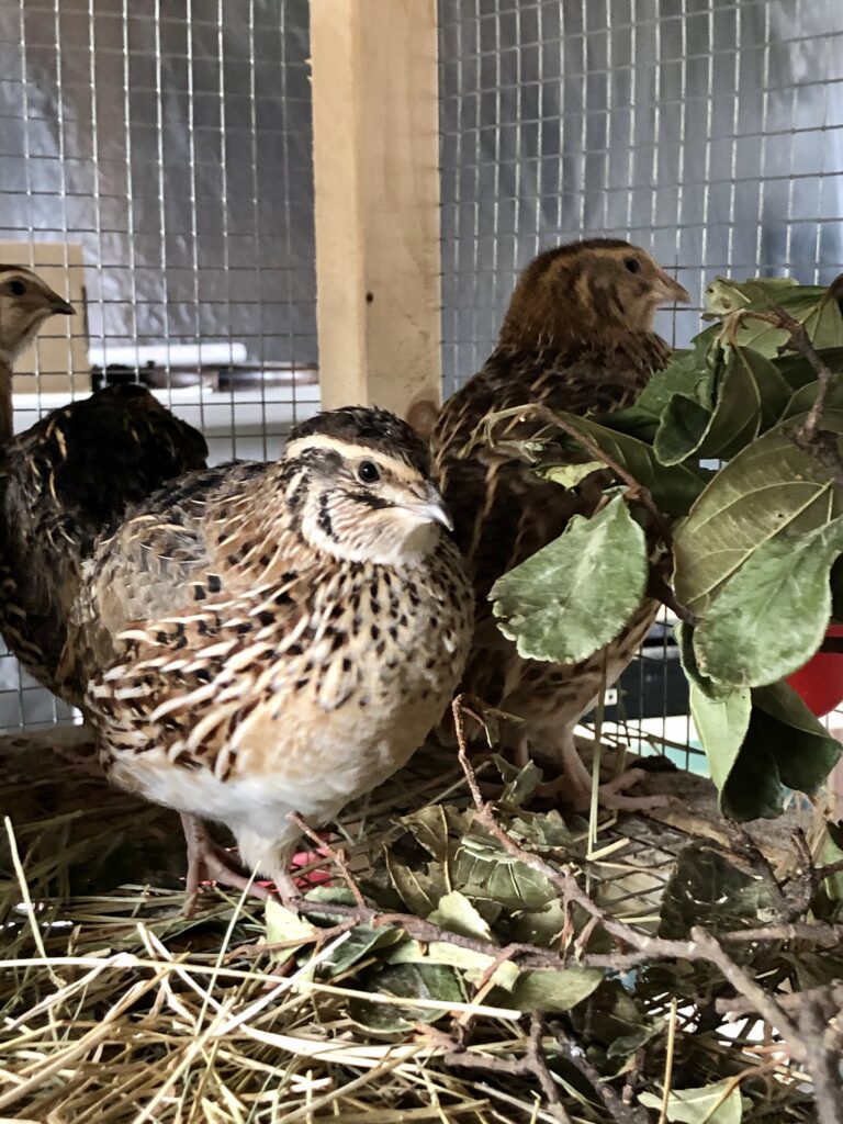 quail care recommendations, quail care suggestions.