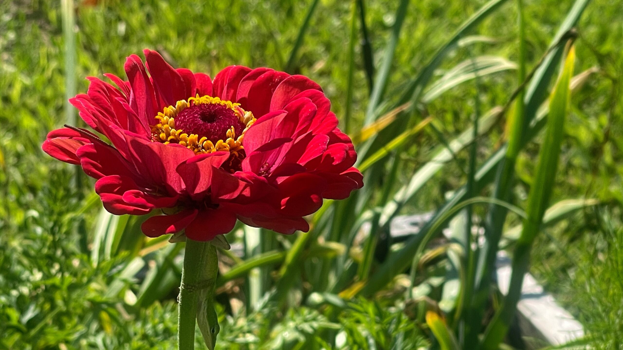 red zinnia in the garden, how to create a garden and happy chickens, tips and tricks in the garden