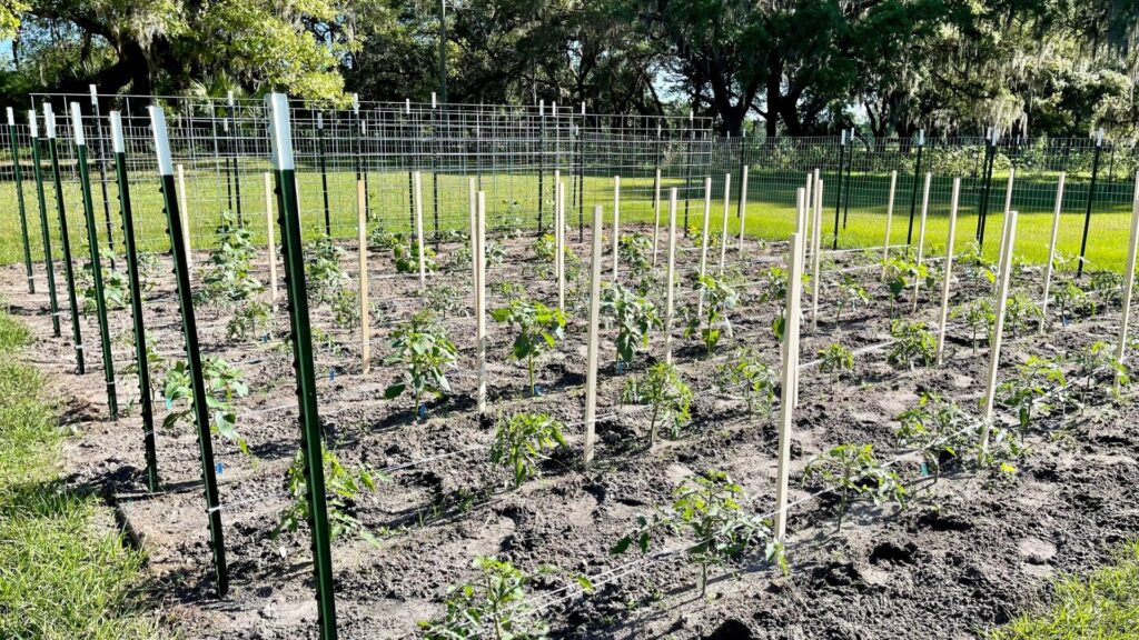 cattle panels -vs- the florida weave in costs, homemade homestead, how to build the best tomato trellis, the florida weave