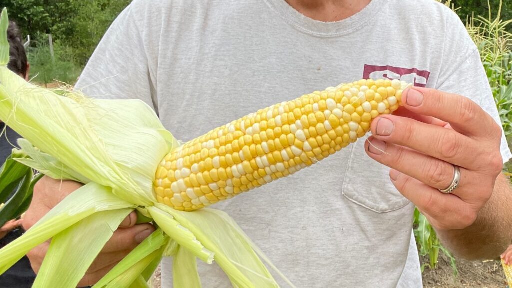 man holding a freshly shucked ear of sweet corn, tips and tricks in the garden, grow your own food