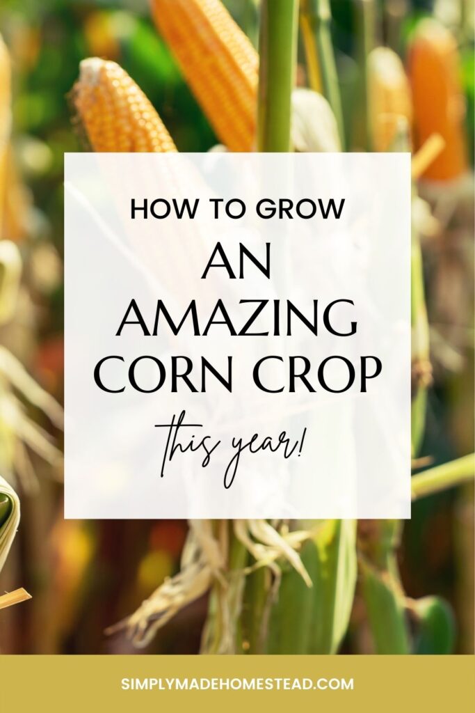 corn crop fully ripe and ready to be picked, tips and tricks in the garden, grow your own food