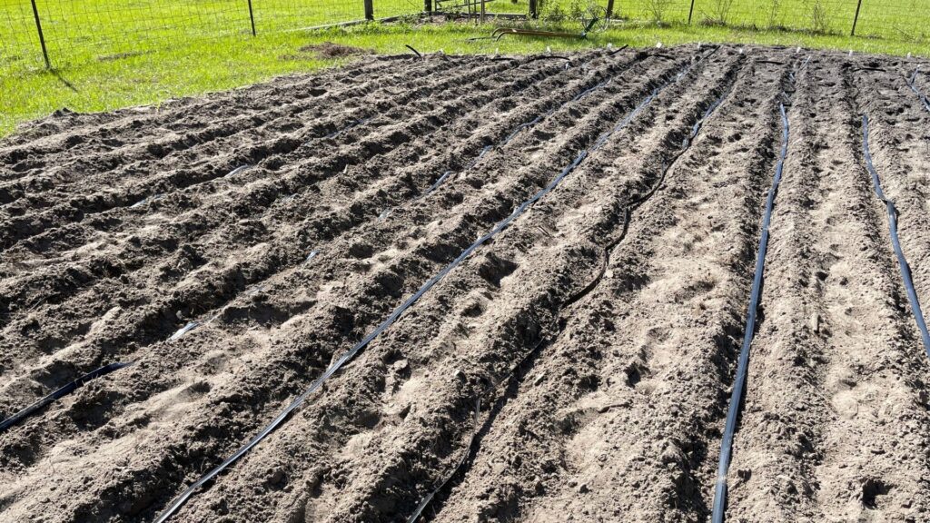 laying drip tape in the furrows, tips and tricks in the garden, grow your own food