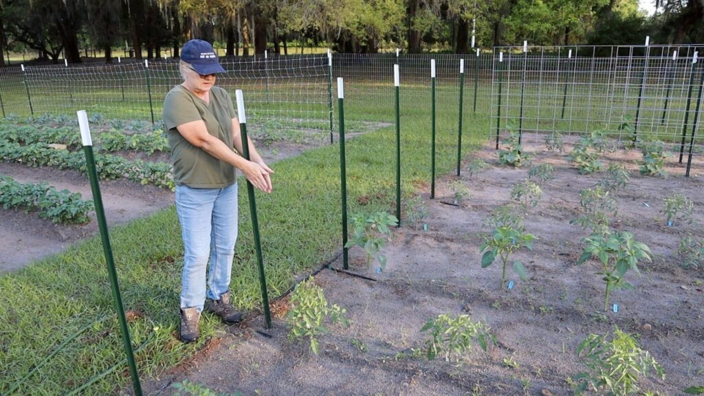 how to build the best tomato trellis, woman placing t-post at ends of garden rows, tips and tricks in the garden, homemade homestead