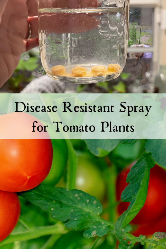 how to make a tomato spray, simply made homestead, homemade homestead, recipes from scratch, in the garden, natural living, fresh food, gardening in central florida