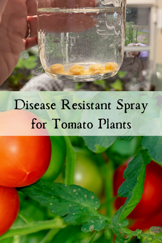 baby aspirin dissolving in water in a mason jar in the top section of photo with red and green tomatoes on the vine in the bottom section with "Disease Resistant Spray for Tomato Plants" written across the middle