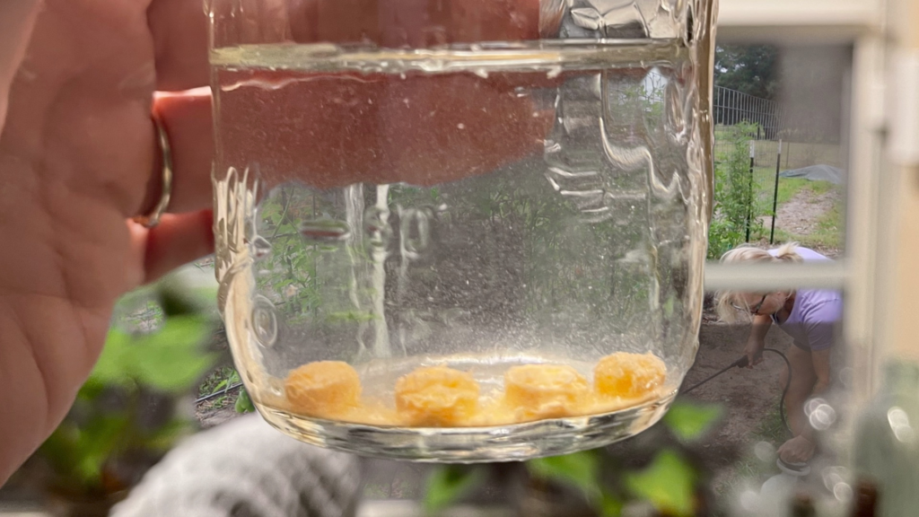 baby aspiring sitting in water in a mason jar