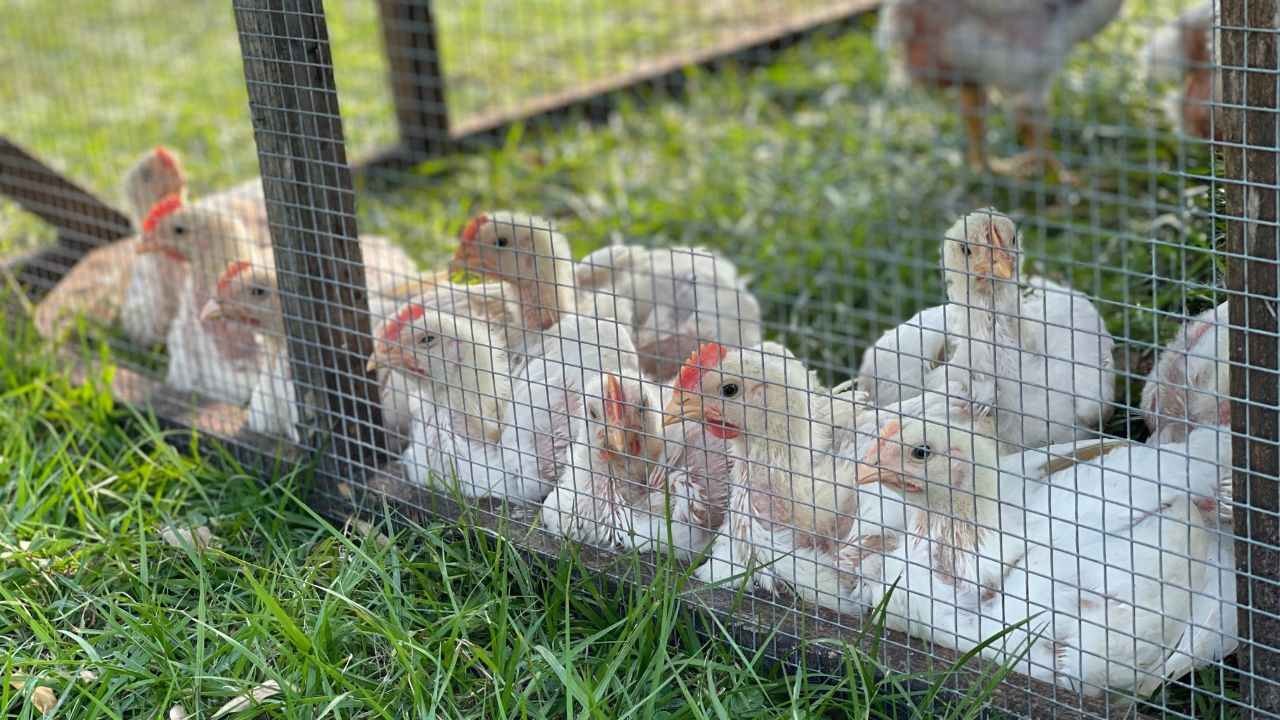 meat chickens sitting on grass in a hoop house