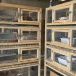 two 3-level quail cages with front feeders and sand boxes on the inside for quail