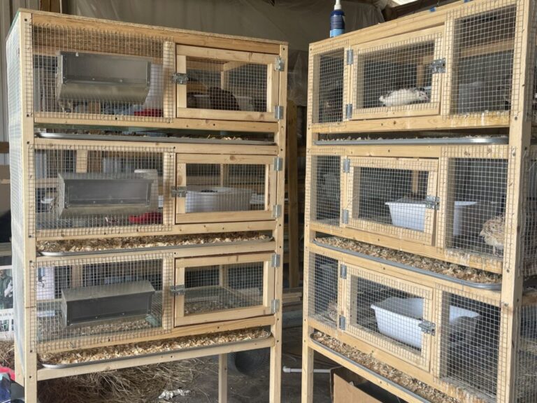 two 3-level quail cages with front feeders and sand boxes on the inside for quail