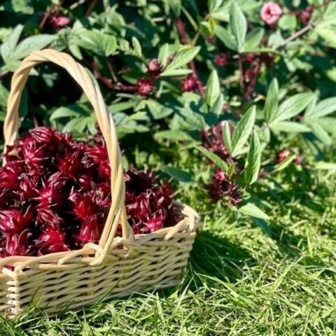 basket of freshly picked roselle sitting in front of a bush of Roselle and resting on the grass