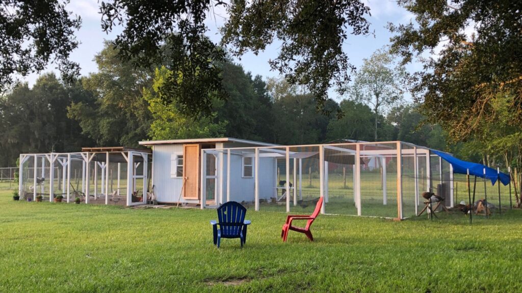 light blue hen house with a large run on each side of it for the chickens