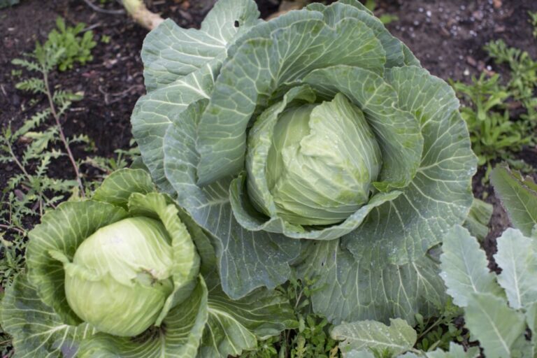 two cabbage heads ready to pick