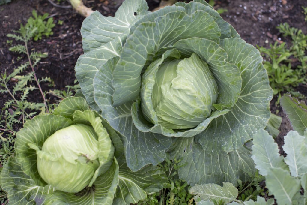 two beautiful heads of cabbage ready to be picked to make your own sauerkraut