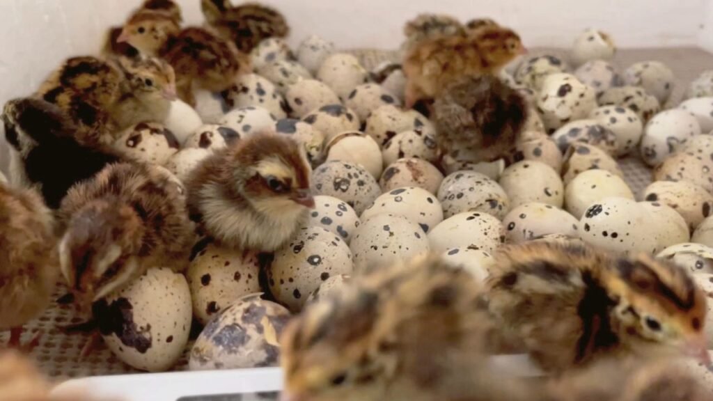 look inside of an incubator filled with speckled quail eggs and several newly hatched baby quail