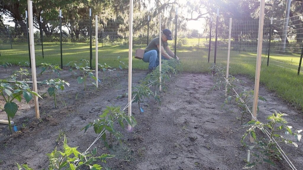 woman in the garden running string along stakes building a tomato trellis with sunrise and oak trees behind her