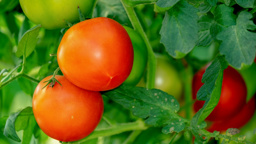 ripe tomatoes on a vine