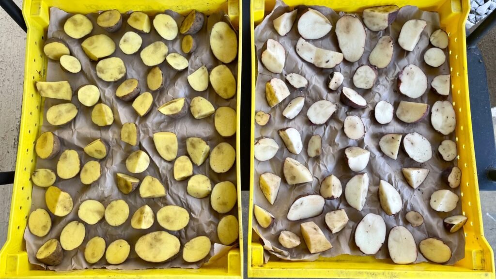 two types of potatoes cut in half sitting with cut side up on a large tray to heal before planting