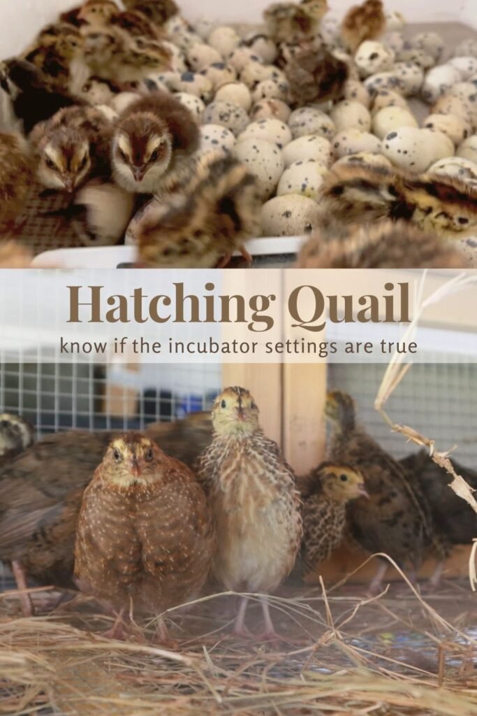 two images with the top photo showing speckled quail eggs and sever al newly hatched quail eggs in an incubator and adult quail in a quail cage on hay looking at the camera in the bottom photo