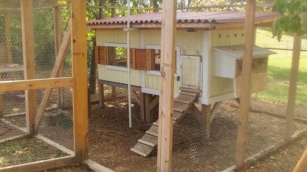 small yellow hen house inside a covered run for chickens