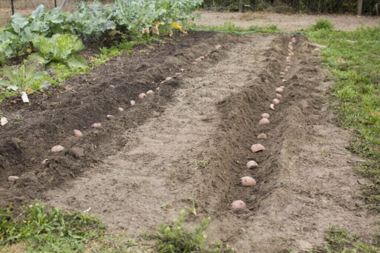 two rows of prepared seed potatoes laying in a trench in the garden waiting to be covered