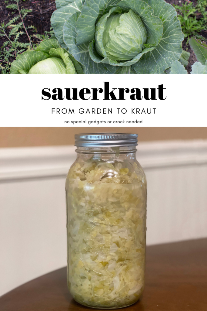 sauerkraut from garden to kraut, two images, one on top is of two heads of cabbage in the garden and the bottom image is a large mason jar of freshly make sauerkraut