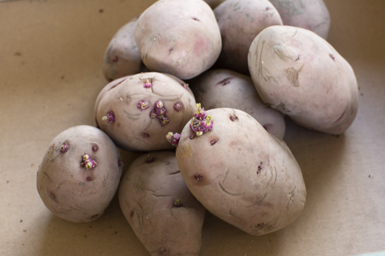 seed potatoes laying in a bunch on a piece of card with eyes sprouting