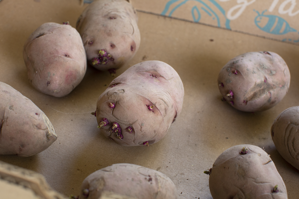 seed potatoes laying apart from each other on cardboard showing the eyes have begun to grow