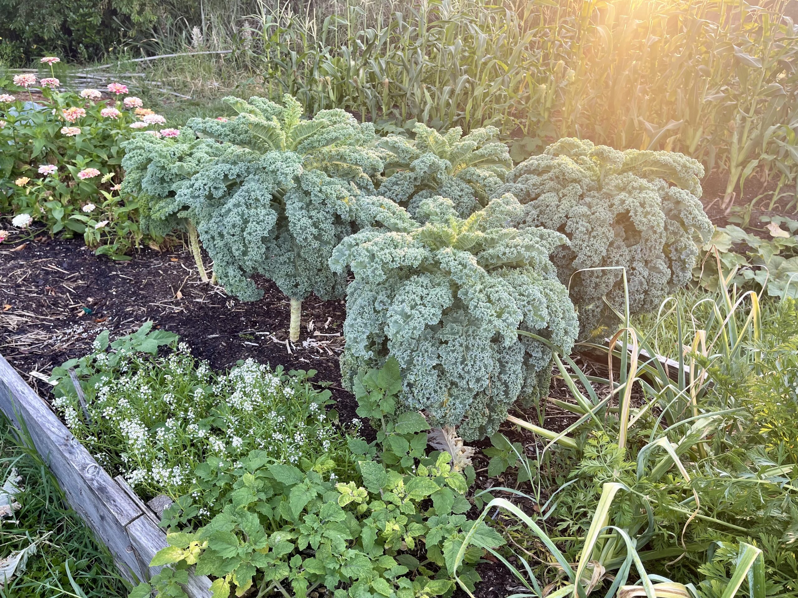 Garden at sunrise with kale, zinnias, and more.