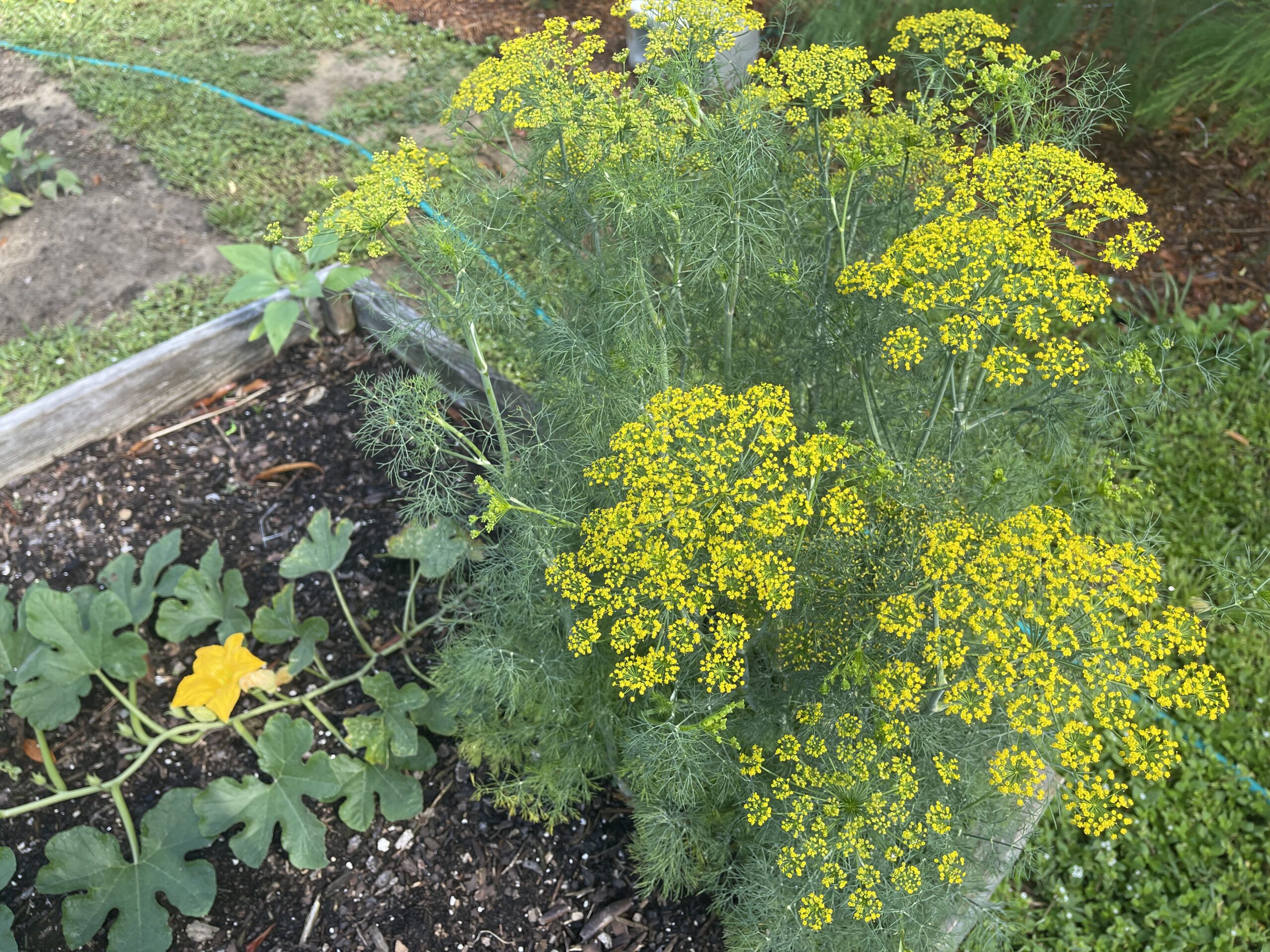 fresh dill in bloom growing in the garden