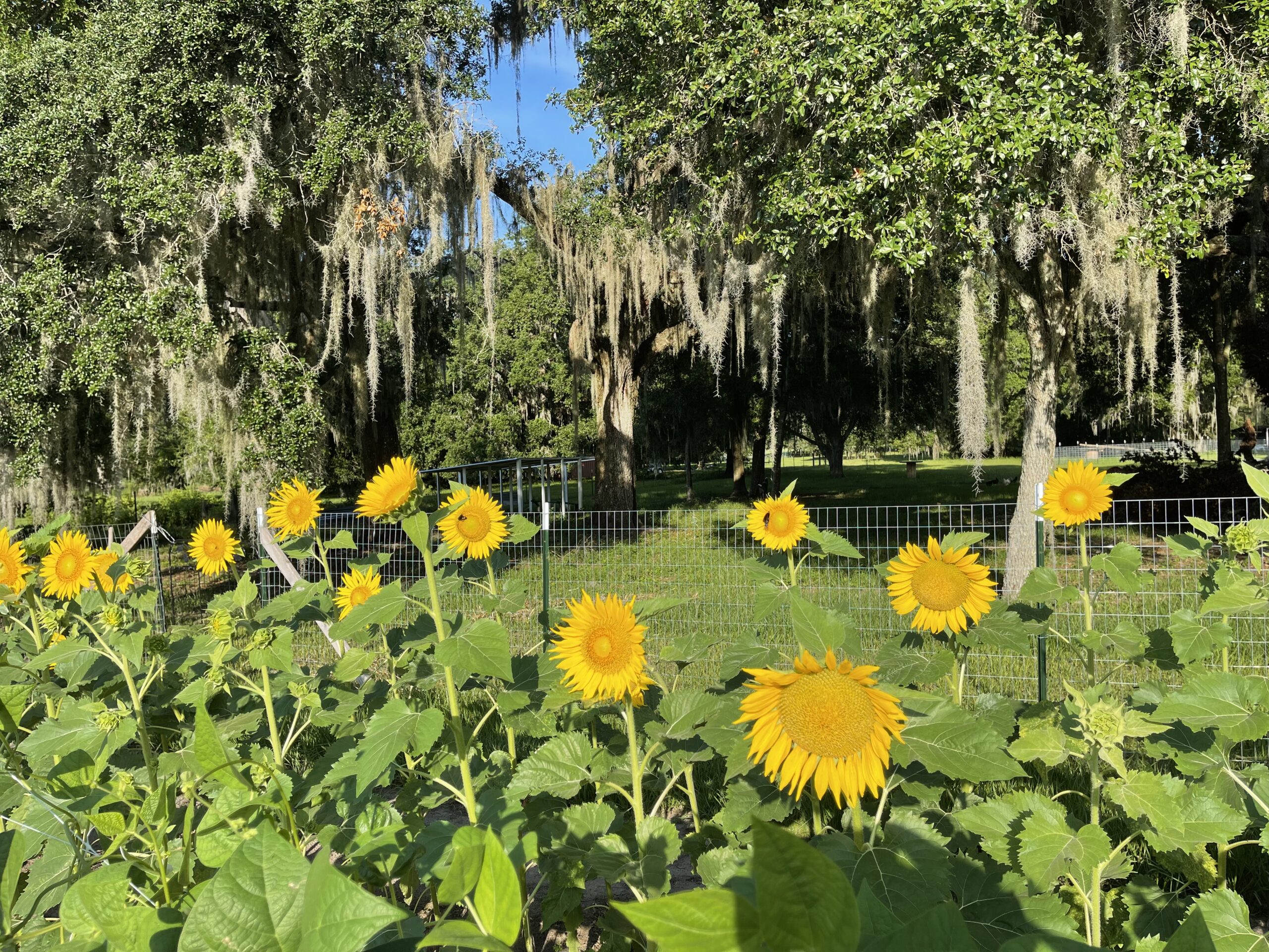 yellow sunflowers in the garden with oak trees and hanging moss in the background