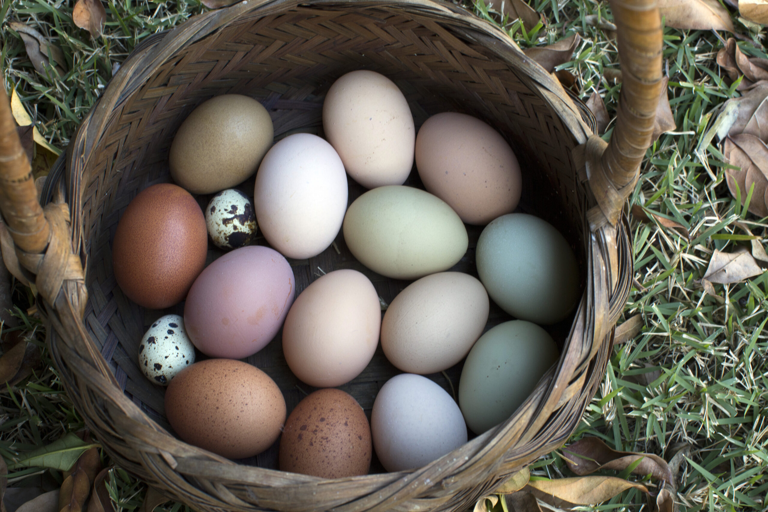 basket of colorful eggs