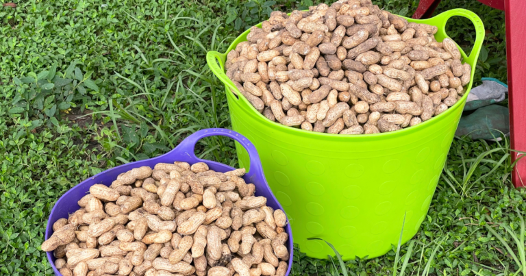 How to Plant Peanuts for Maximum Production