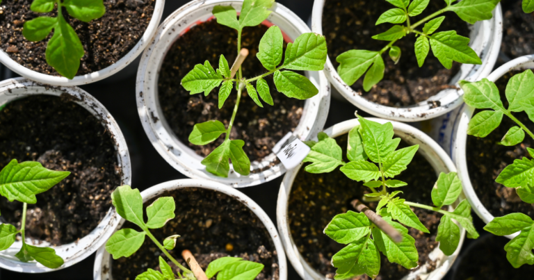 How to Plant Tomato Seeds to Grow Strong, Healthy Plants