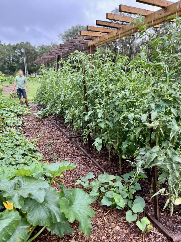 tomato trellis